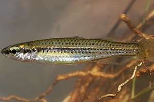 Research sheds light on Kimberley fish status