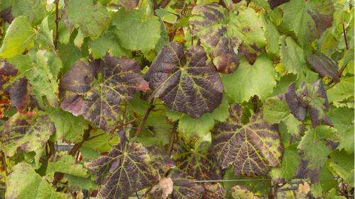 Research targets costly grapevine disease