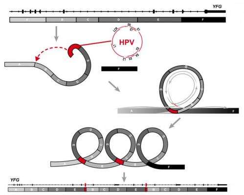 Research uncovers DNA looping damage tied to HPV cancer