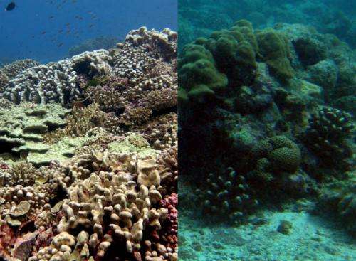 Rethinking the reef