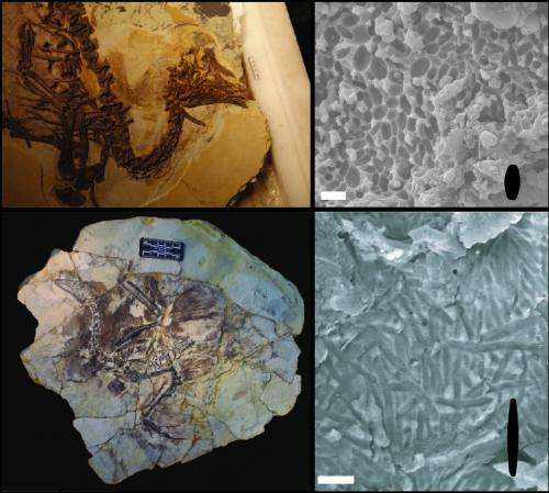 Revision to rules for color in dinosaurs suggests connection between color and physiology