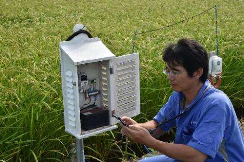 Rice farmer Shuichi Yokota checks the growth conditions of his rice with a smartphone in Ryugasaki, Ibaraki prefecture, on Augus