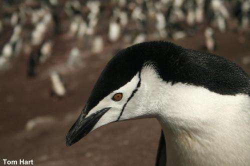 Rise and fall of prehistoric penguin populations charted