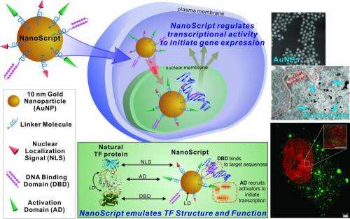 Rutgers Chemistry's Ki-Bum Lee patents technology to advance stem cell therapeutics