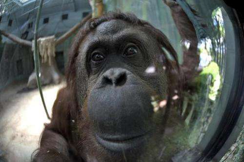 Sandra, a 29-year-old orangutan, gestures at Buenos Aires' zoo, on December 22, 2014