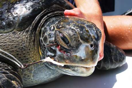 Satellite tags, fishing data reveal turtle danger zones