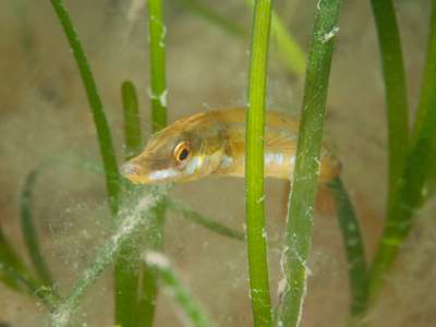 Save the seagrass