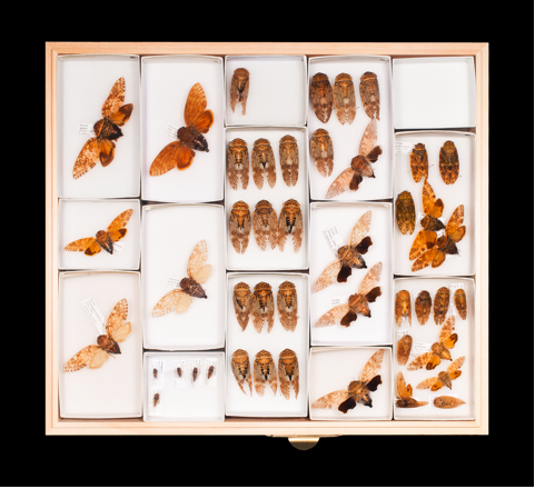 Scientific collaborative publishes landmark study on the evolution of insects