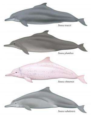 Scientists name new species of cetacean: The Australian humpback dolphin