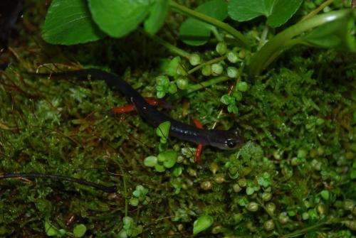 Scientists prove ground and tree salamanders have same diets