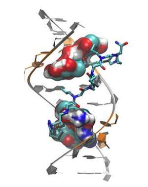 Scientists uncover image of muscular dystrophy defect &amp;amp; design targeted drug candidates