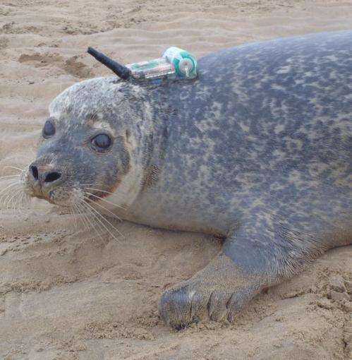 Seals forage at offshore wind farms