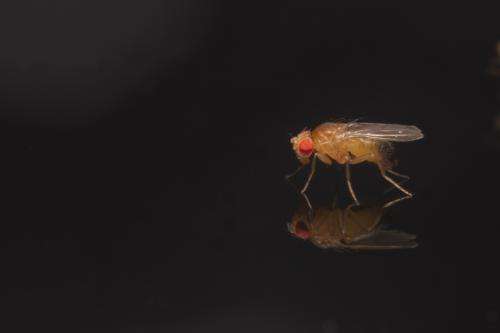 Secret wing colours attract female fruit flies