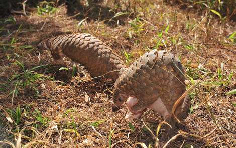 Seizures show scale of pangolin peril