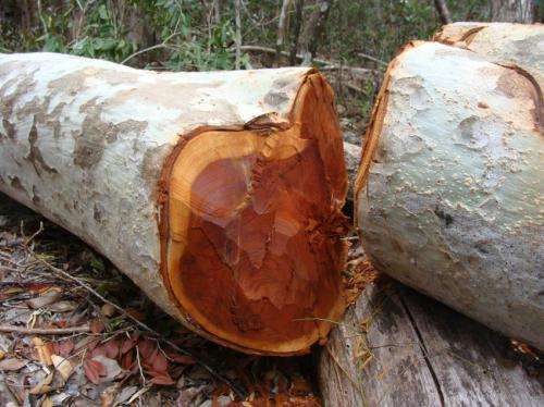 Selective logging takes its toll on mammals, amphibians