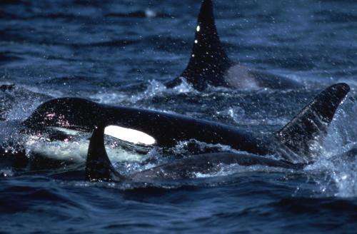 'Severe reduction' in killer whale numbers during last Ice Age