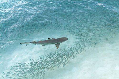 Shark cull overkill
