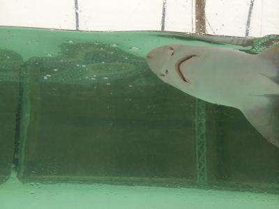 Sharks in acidic waters avoid smell of food