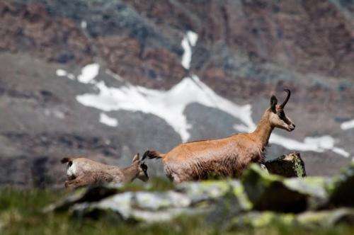 'Shrinking goats' another indicator that climate change affects animal size