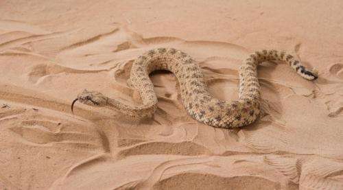 Snakes and snake-like robots show how sidewinders conquer sandy slopes