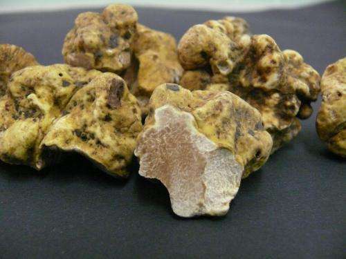 Soil bacteria contribute to the taste and smell of white truffles