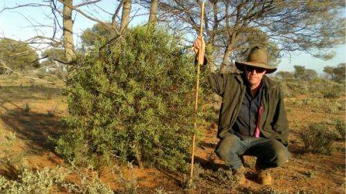 Sowing sandalwood seeds bolsters ailing populations
