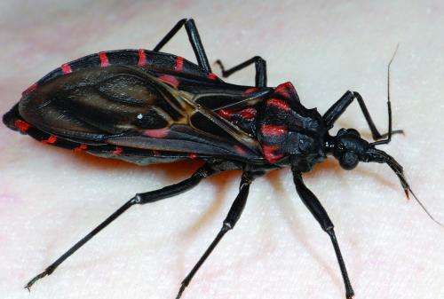 Specialists hope to obtain vaccine against Chagas disease in less than three years