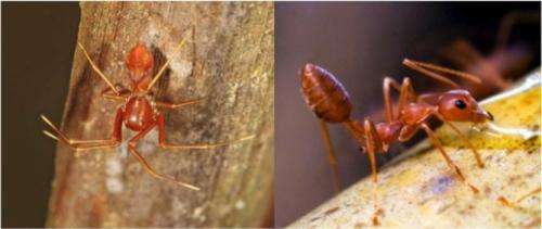 Spiders disguise themselves as ants to hide and hunt their prey
