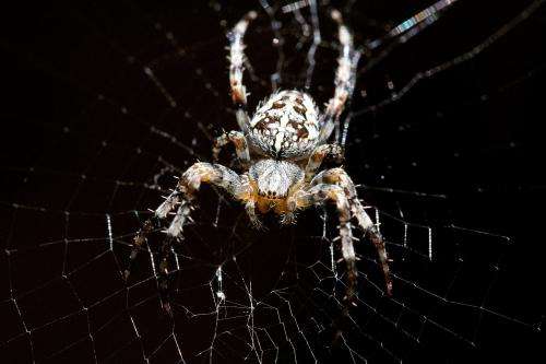 Spider silk ties scientists up in knots