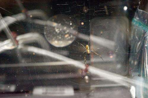 Spiders in space weave a web of scientific inspiration for Spider-Man fans