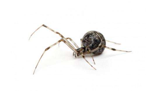 Spiders spin possible solution to 'sticky' problems