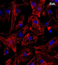 Stem cell advance yields mature heart muscle cells