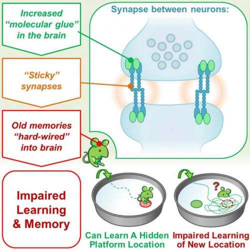 'Sticky synapses' can impair new memories by holding on to old ones