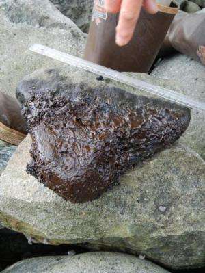 Still-fresh remnants of Exxon Valdez oil protected by boulders