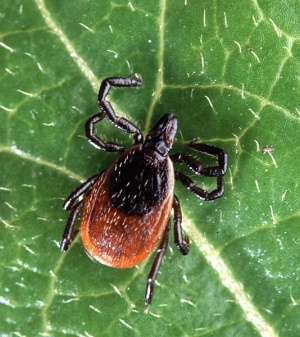 Strain-specific Lyme disease immunity lasts for years, Penn research finds