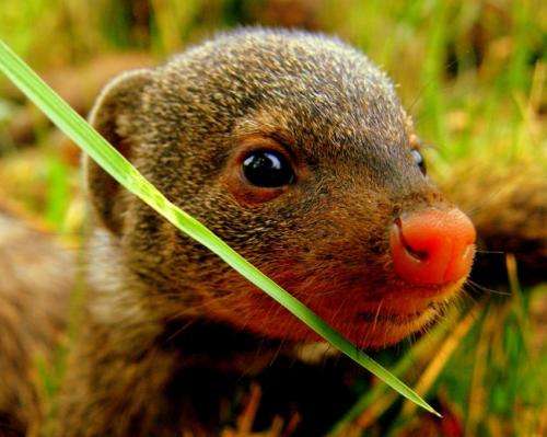 Stress can make hard-working mongooses less likely to help in the future
