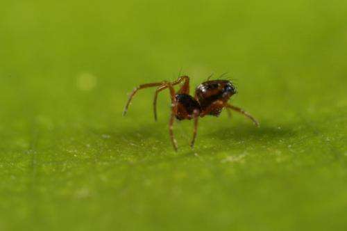 Students on field course bag new spider species