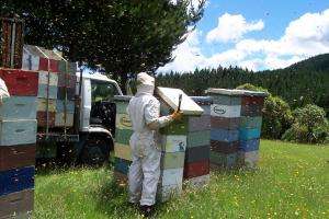 Study a first test of Australian honey's medicinal potential
