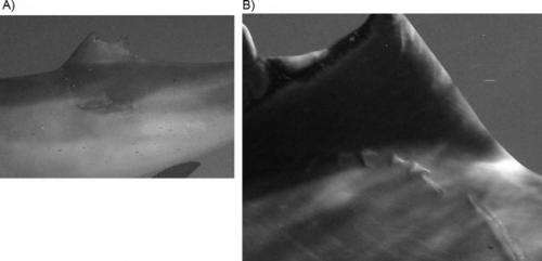 Study assesses shark attacks on Atlantic spotted dolphins near the Bahamas