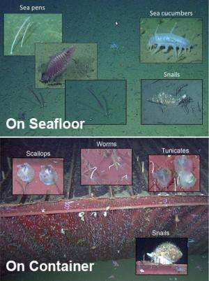 Study describes deep-sea animal communities on and around a sunken shipping container