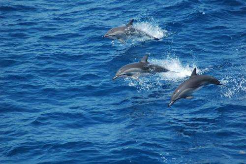 Study discovers natural hybridization produced dolphin species