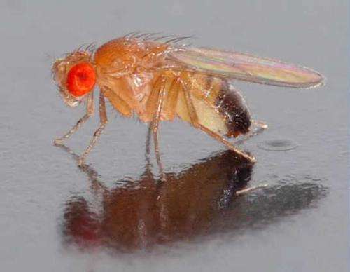 Study of complete RNA collection of fruit fly uncovers unprecedented complexity