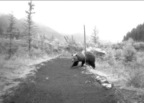 Study proves that wildlife crossing structures promote 'gene flow' in Banff bears