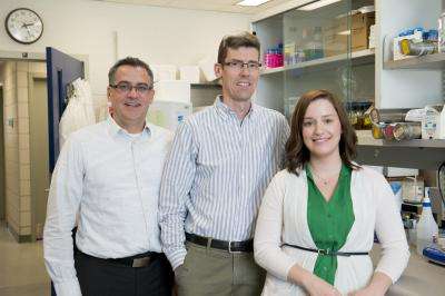 Study shows how streptococcal bacteria can be used to fight colon cancer