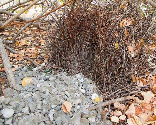 Study shows male bowerbirds manipulate female color perception