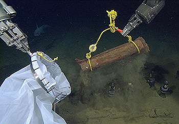 Sunken logs create new worlds for seafloor animals