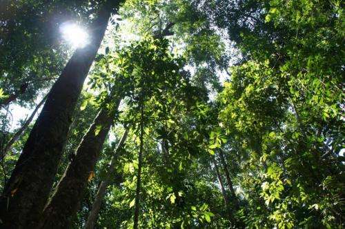 Super-charged tropical trees of Borneo vitally important for global carbon cycling