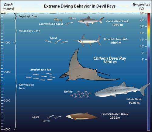Tags reveal Chilean devil rays are among ocean's deepest divers