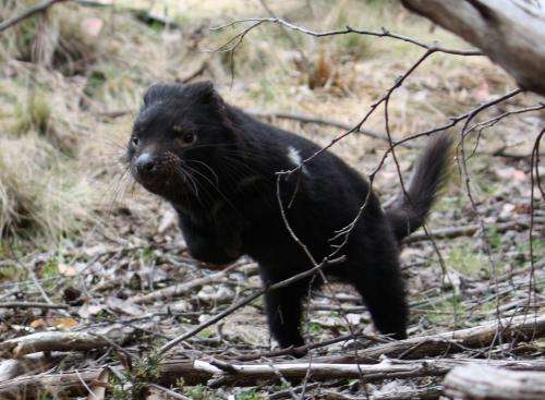 Tasmanian devils survived two big falls in numbers but now need help