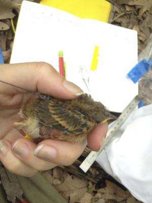'Teenage' songbirds experience high mortality due to many causes, MU study finds